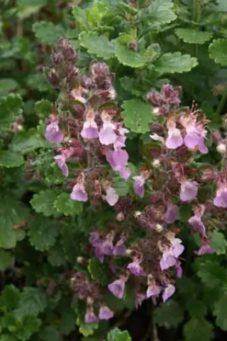 Teucrium x lucidrys 'Pain De Sucre'