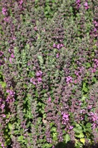 Teucrium x lucidrys 'Wageningen'