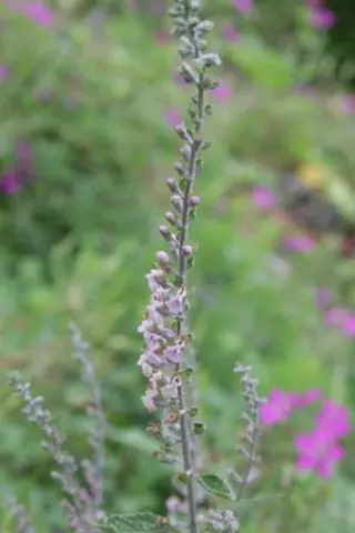 Teucrium massiliense L.