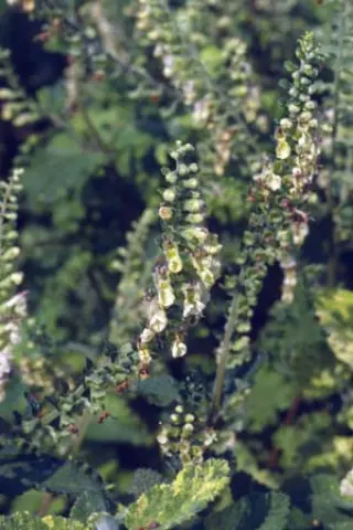 Teucrium scorodonia 'Crispum Marginatum'