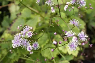 Thalictrum actaefolium 'Perfume Star'