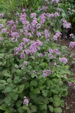 Thalictrum actaefolium