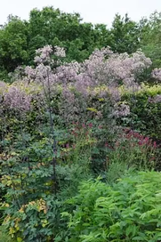 Thalictrum 'Anne'