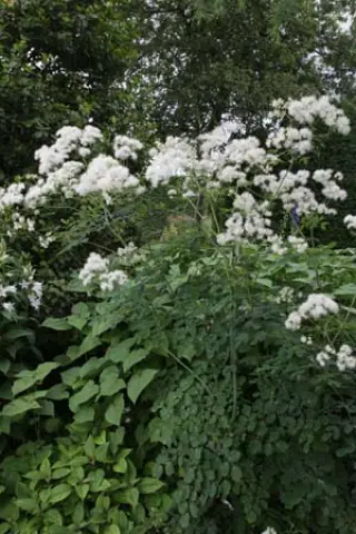 Thalictrum aquilegiifolium var. sibiricum - BSWJ11007