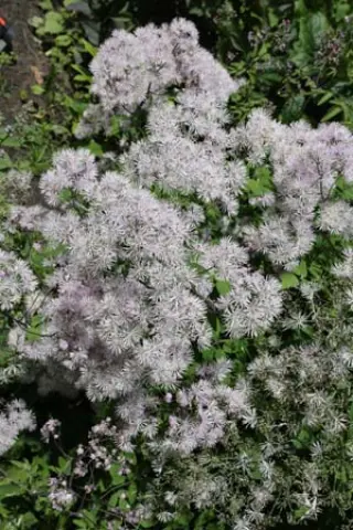 Thalictrum aquilegiifolium var. sibiricum - BSWJ11007