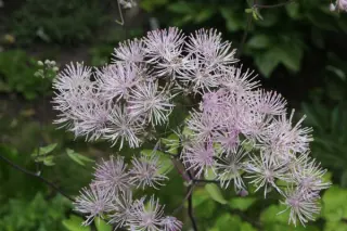Thalictrum aquilegiifolium var. sibiricum - BSWJ11007