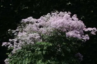 Thalictrum aquilegifolium 'The Cloud'