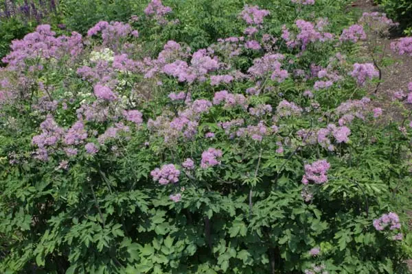 Thalictrum aquilegiifolium 'Velvet Cloud' - Kwekerij de Hessenhof