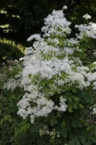 Thalictrum contortum