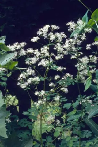 Thalictrum dasycarpum