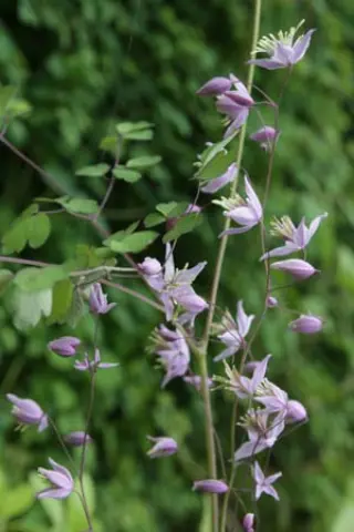 Thalictrum delavayi var. acuminatum BWJ7971