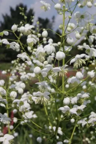 Thalictrum delavayi 'Album'
