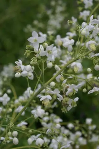 Thalictrum delavayi 'Ankums White'