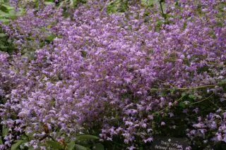 Thalictrum delavayi var. decorum (1)