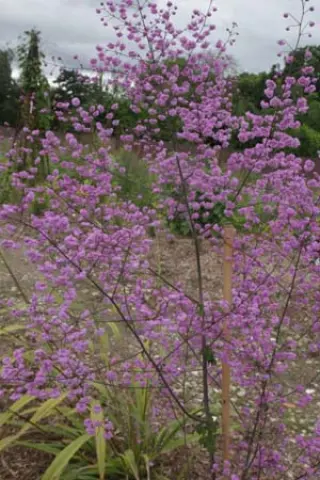 Thalictrum delavayi 'Hewitt's Double'