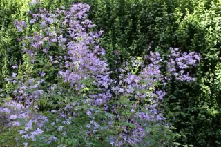 Thalictrum delavayi 'Hinckleyi'