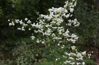 Thalictrum delavayi 'Splendide White'