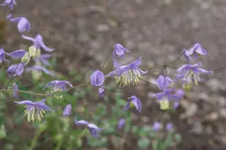Thalictrum delavayi (dipterocarp. Hort)