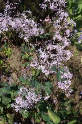 Thalictrum filamentosum