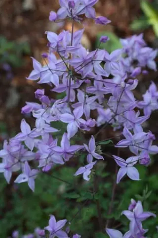 Thalictrum finetii
