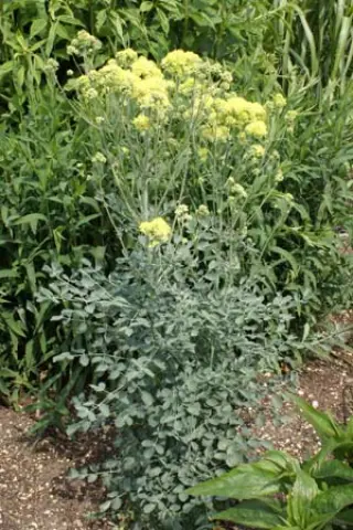 Thalictrum flavum glaucum 'Short Form'
