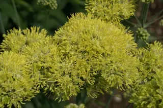 Thalictrum flavum glaucum 'Short Form'