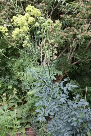 Thalictrum flavum ex 'Tukker Princess'