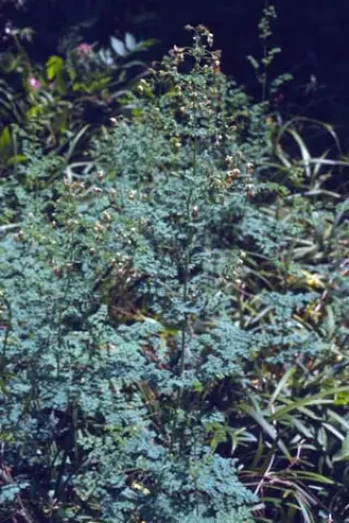 Thalictrum isopyroides