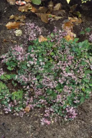 Thalictrum kiusianum