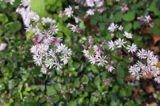 Thalictrum kiusianum