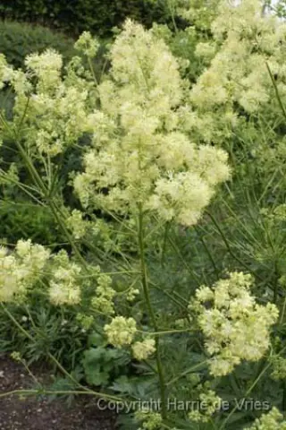 Thalictrum lucidum