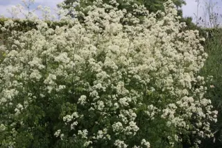 Thalictrum polygamum (T. pubescens)