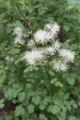 Thalictrum przewalskii HeHeHe103