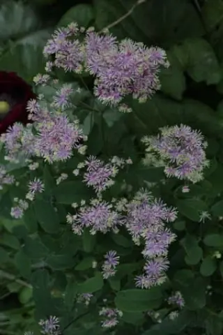 Thalictrum pubescens 'Purple Form'
