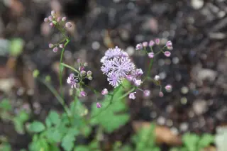 Thalictrum ramosum