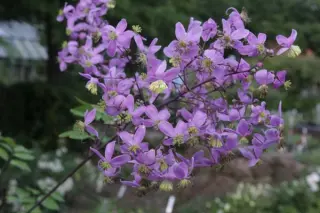 Thalictrum rochebrunnianum grandisepalum