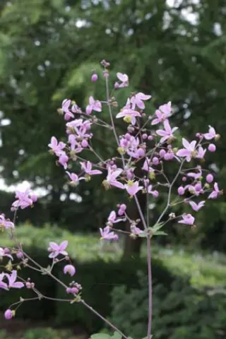 Thalictrum rochebrunnianum grandisepalum