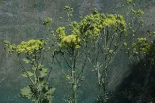 Thalictrum sphaerostachyum