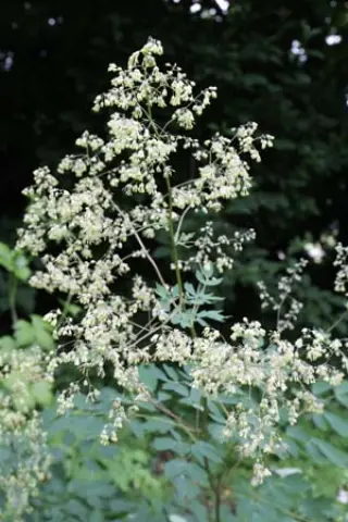 Thalictrum thunbergii (T. minus hypol.)