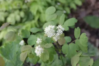 Thalictrum TM12-613 (Japan)