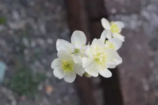 Thalictrum tuberosum 'Rosie Hardy'