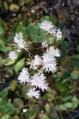 Thalictrum yunnanense