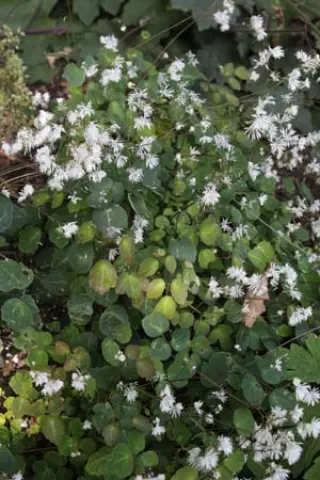 Thalictrum yunnanense
