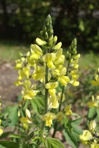 Thermopsis chinensis (Sunrise)