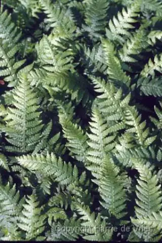 Thelypteris decursive-pinnata