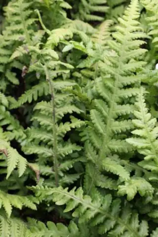 Thelypteris decursive-pinnata
