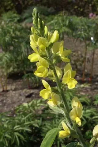 Thermopsis fabacea