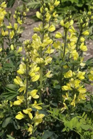 Thermopsis lupinoides (syn. lanceolata)