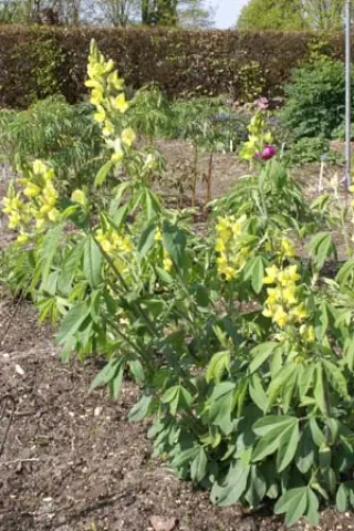 Thermopsis lupinoides (syn. lanceolata)