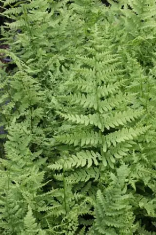 Thelypteris palustris